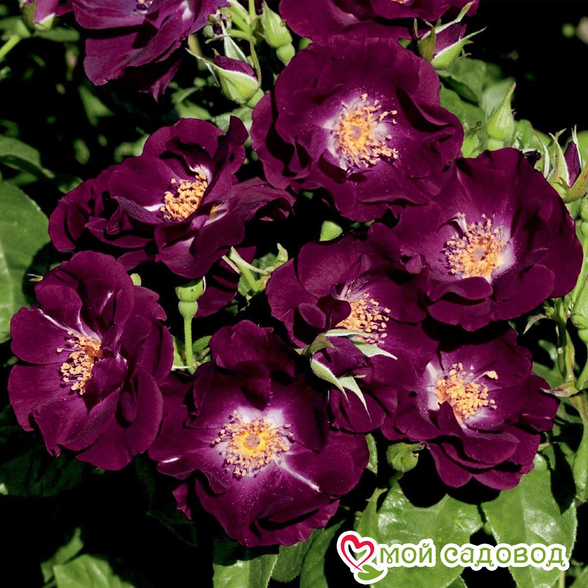 Роза Миднайт Блю