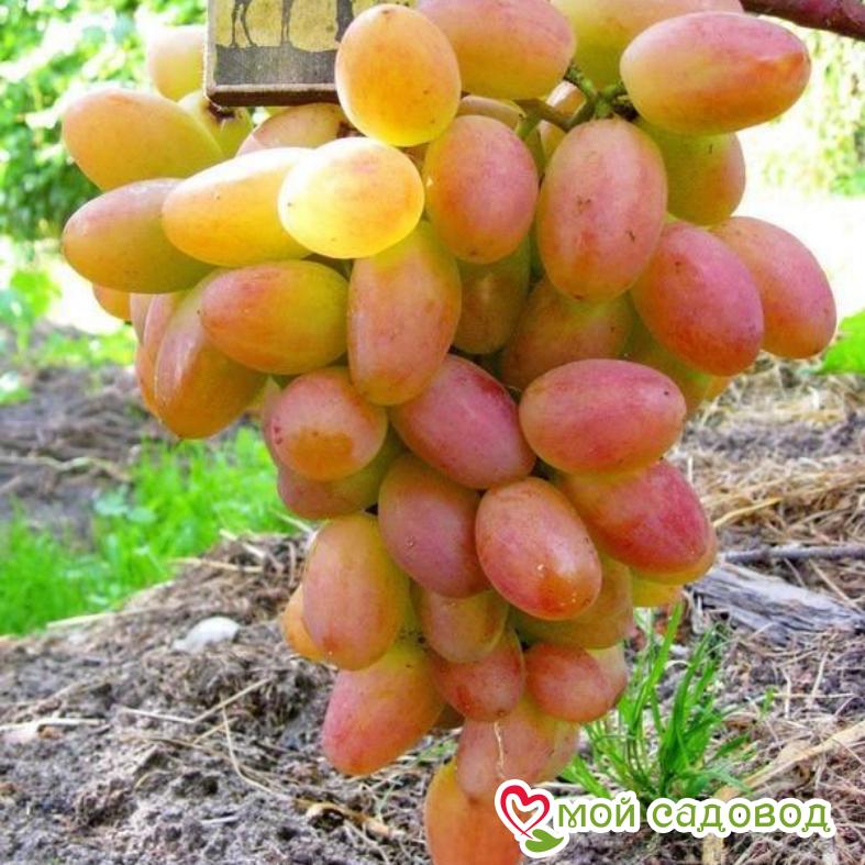 Виноград Сенсация