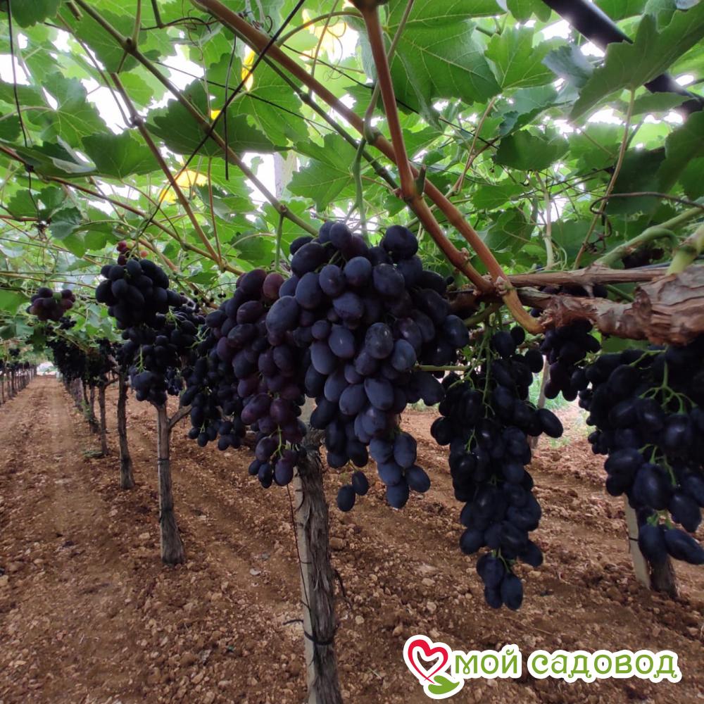 Виноград Магия