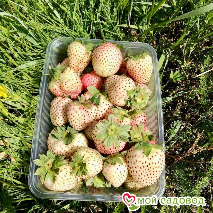 Клубника Белый швед