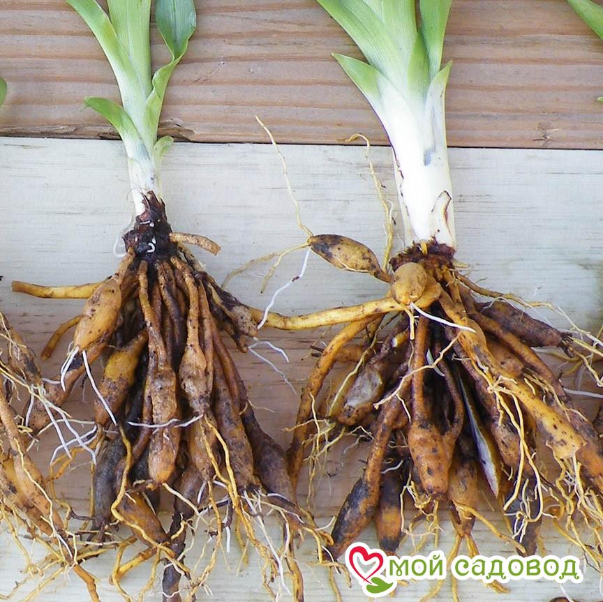 Лилейник Нот Де Руж